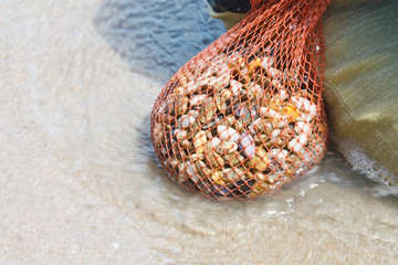 A thai fisherman is searching for shells (Pharella javanica) on