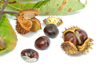 Wild Chestnut or Horse Chestnut