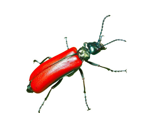 Red Beetle 6