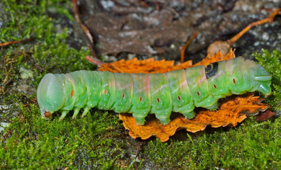 Green caterpillar 6
