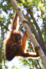Orangutan climbing a tree, Borneo.