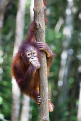 Cute young Orangutan in a tree, Borneo.