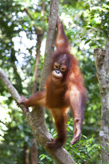 Orangutan hanging from a tree, Borneo.