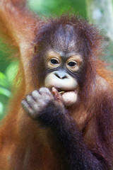 Close up of an Orangutan in Borneo.