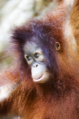 Cute baby Orangutan in Borneo. © davidevison