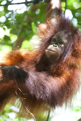 Orangutan in a tree, Borneo. © davidevison