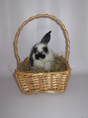 rabbit in a basket