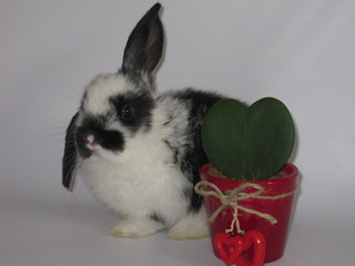 rabbit © Reklamatic