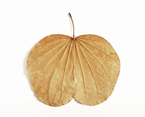 Leaf similar apple