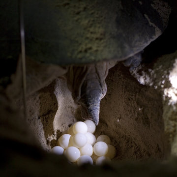 Green Turtle Laying Eggs On The Beach At Night.