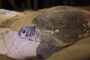 Green turtle laying eggs on the beach at night.
