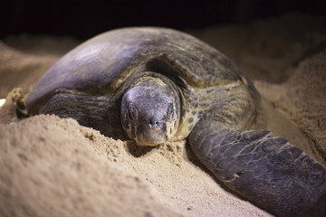 Green turtle laying eggs on the beach at night.