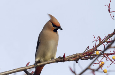 Waxwing