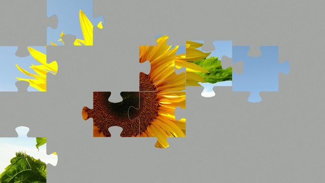 Sonnenblume