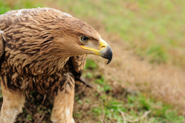 Eagle in grass