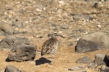 Wimbrel (numenius phaeopus)