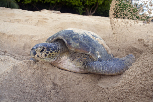 Green turtle laying eggs on the beach.