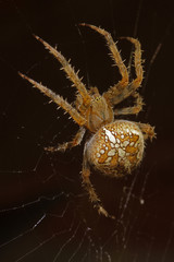 Gartenkreuz Spinne