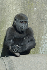 baby gorilla