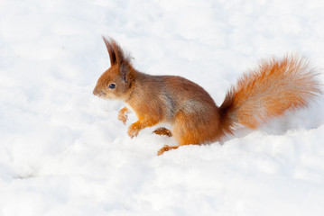 Naklejka na ściany i meble Red squirrel on the snow