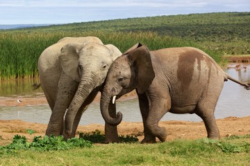Fototapeta premium Young Elephants Playing