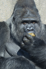 gorilla
