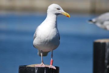 Sitzende Möwe