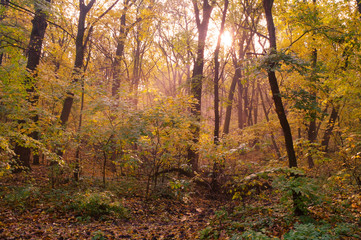 beautiful colored trees