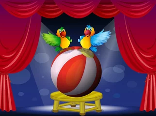 Foto op Canvas Twee kleurrijke papegaaien op het podium © GraphicsRF