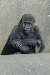 baby gorilla