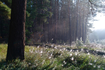 Coniferous forest illuminated by the morning sun on a foggy autu