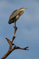 Egret on branch