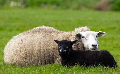 Close-up of a black and white sheep