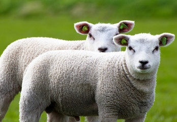 Close-up of two lambs