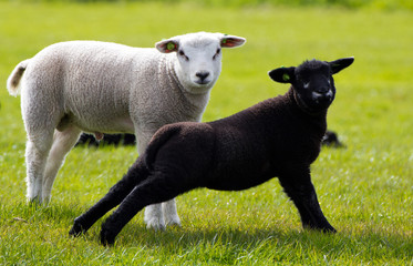 Naklejka premium Close-up of a black and white sheep