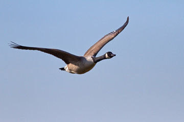 Canada Goose