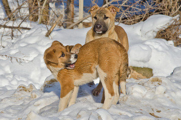 Naklejka premium бездомные играющие щенки