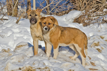 бездомные щенки