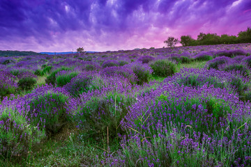 Sunset over a summer lavender field in Tihany, Hungary - 49776996