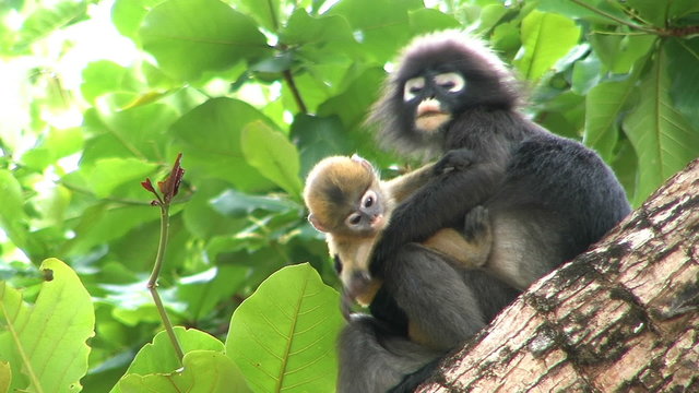 Mother monkey and baby monkey on tree.
