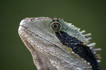 Water dragon