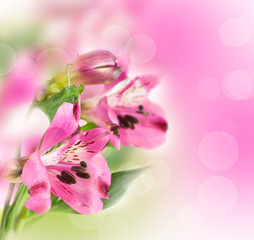 Fototapeta na wymiar Różowe kwiaty alstroemeria