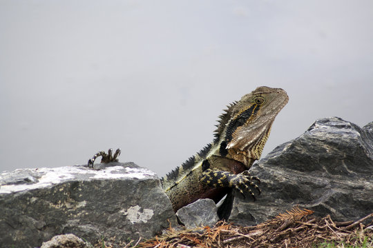 Male water dragon of Australia