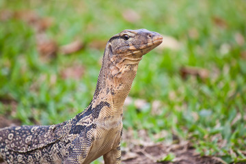 reptile in forest