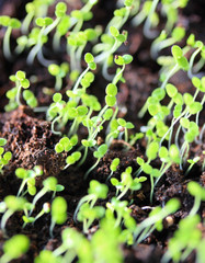 Group of sprouts