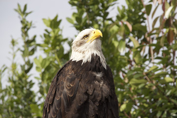 Weißkopfseeadler