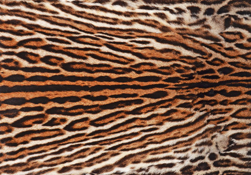 fur coat of ocelot background