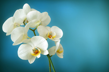 Naklejka na ściany i meble weiße Orchidee