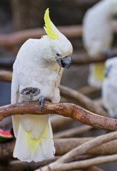 Cockatoo