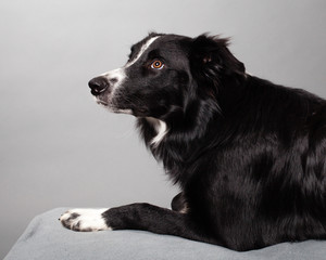 cute bordercollie in studio whith grey background